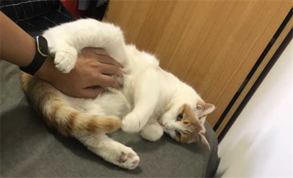 母猫最近粘人喜欢摸肚子 母猫最近粘人喜欢摸肚子