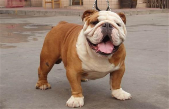 中国斗牛犬长什么样子
