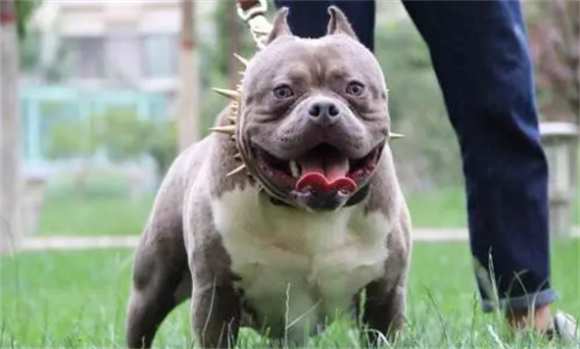 比特犬和警犬谁厉害 比特犬和警犬谁厉害