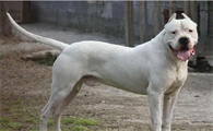 杜高犬会咬主人吗