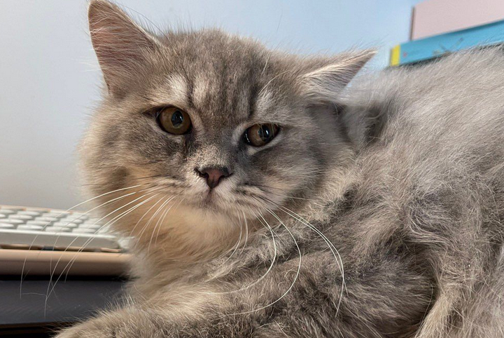 长毛英短猫图片大全