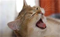 猫一切正常就是打喷嚏