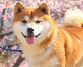 如何选购秋田犬 注意查看狗的相关证书