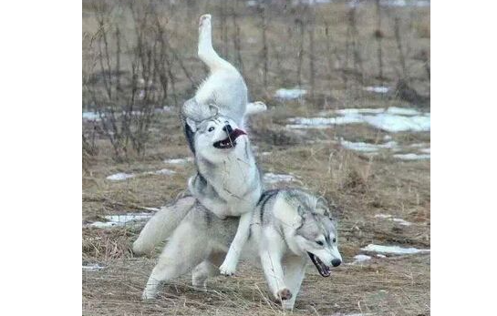 哈士奇为什么是二货? 带你详解“神犬”的逗人智商 哈士奇为什么是二货? 带你详解“神犬”的逗人智商