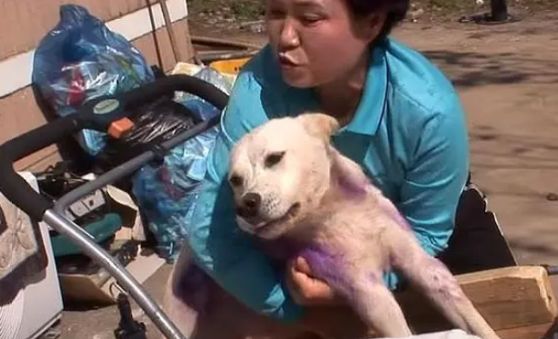 狗狗被车撞伤,主人自责不已,悉心照顾几月后,狗狗重新站了起来 狗狗被车撞伤,主人自责不已,悉心照顾几月后,狗狗重新站了起来