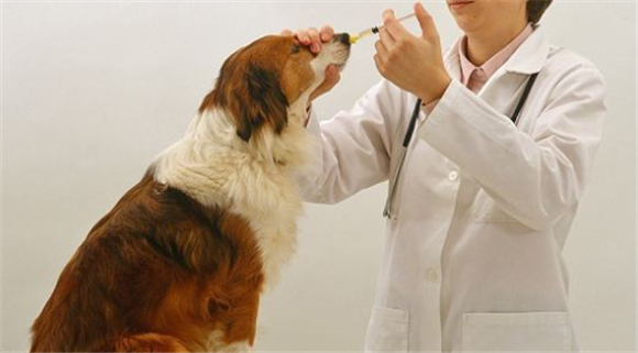 犬窝咳可以自愈吗 犬窝咳可以自愈吗