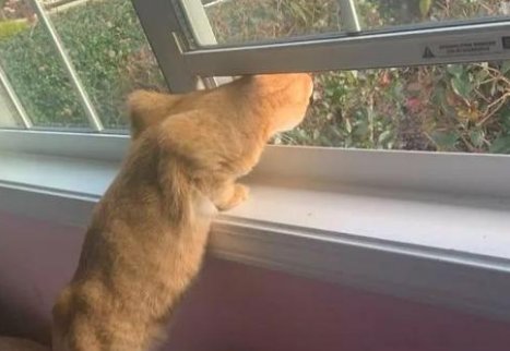 猫在窗户外面叫预示什么