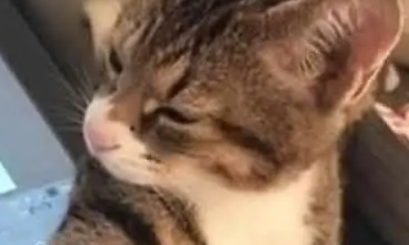 主人玩电脑忽略猫咪，猫咪生气一掌拍过去