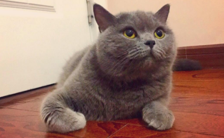 母猫吃什么药永远不会怀孕 母猫吃什么药永远不会怀孕