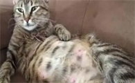 母猫产后一直叫还粘人