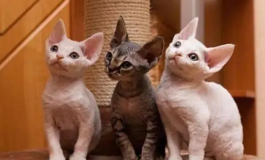 外星猫和狗警察的动画片 外星猫和狗警察的动画片