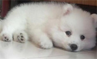 银狐犬幼犬一只最少多少元
