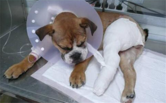 狗腿被车压骨折了能自愈吗