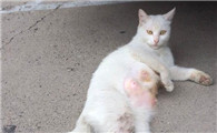 猫涨奶不管自己能好吗