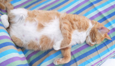母猫断奶涨奶要几天才会软