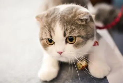 猫在地府的地位
