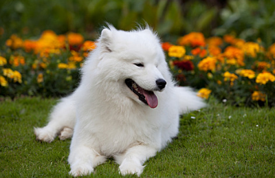 爱斯基摩犬体重一般多少斤