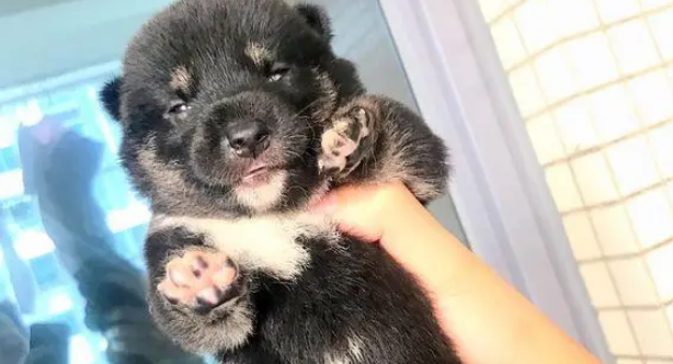 柴犬把“情人”带回了家,现在它们都已经生了小狗 柴犬把“情人”带回了家,现在它们都已经生了小狗