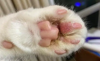 猫爪子肿了能自愈吗