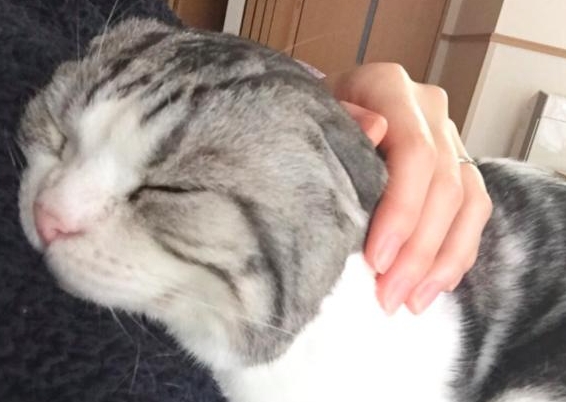 小猫不让人抱,一抱就挣脱