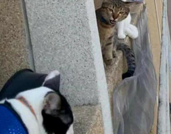 黑猫急着与隔壁白猫相见,中途却遭到同伴阻挠,逗趣样子让人笑喷 黑猫急着与隔壁白猫相见,中途却遭到同伴阻挠,逗趣样子让人笑喷