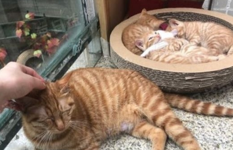 橘猫很暖心,没吃的就憋屈的坐在床头,也不忍心叫主人起床 橘猫很暖心,没吃的就憋屈的坐在床头,也不忍心叫主人起床