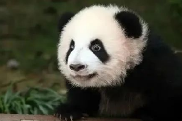 大熊猫的名字能有多离谱