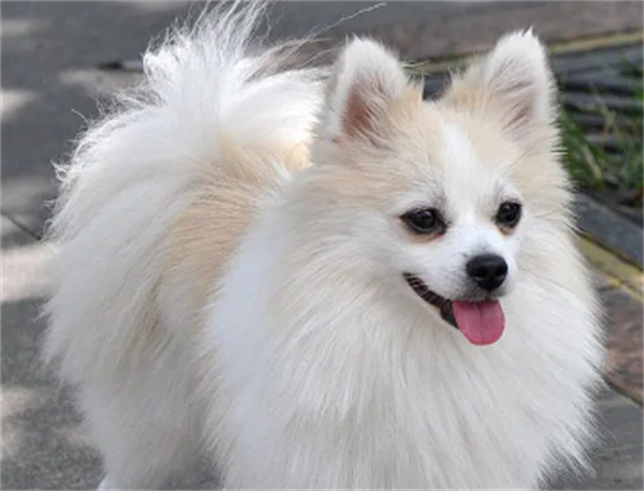 长得像狐狸的小型犬