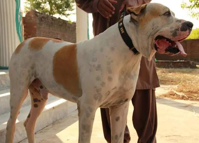 什么犬能打败库达犬