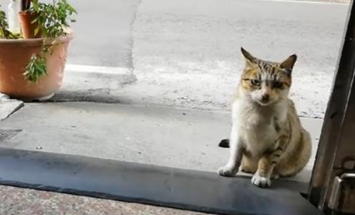 流浪猫扰民,物业逮捕后驱赶,居民该如何正确对待流浪猫? 流浪猫扰民,物业逮捕后驱赶,居民该如何正确对待流浪猫?