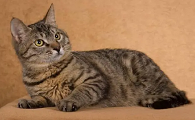猫主要分布在哪些地区
