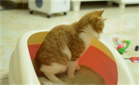 猫在门口拉屎有什么预兆
