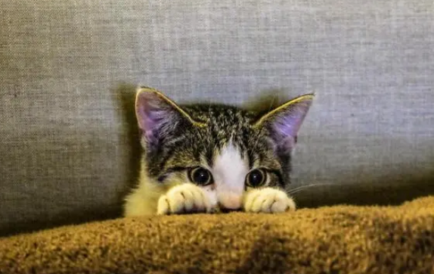 说别人狐猿是什么意思 说别人狐猿是什么意思
