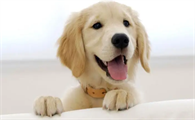 鹰犬是什么动物