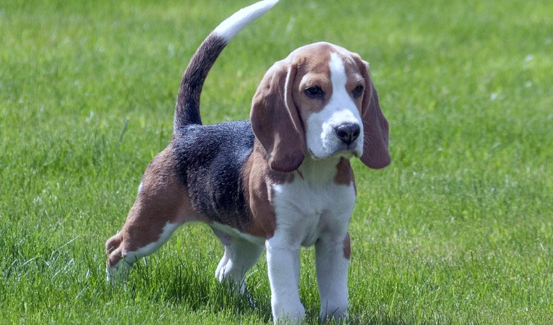 小型搜救犬品种