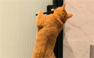 猫自己会开门出去怎么办
