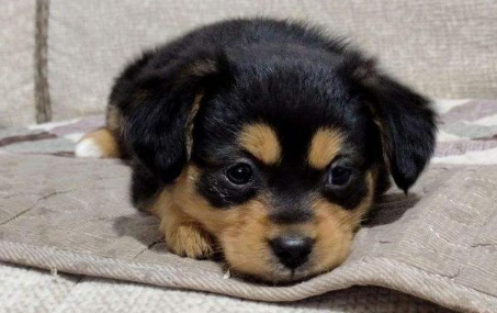 中华四眼犬1个月的图片 中华四眼犬1个月的图片