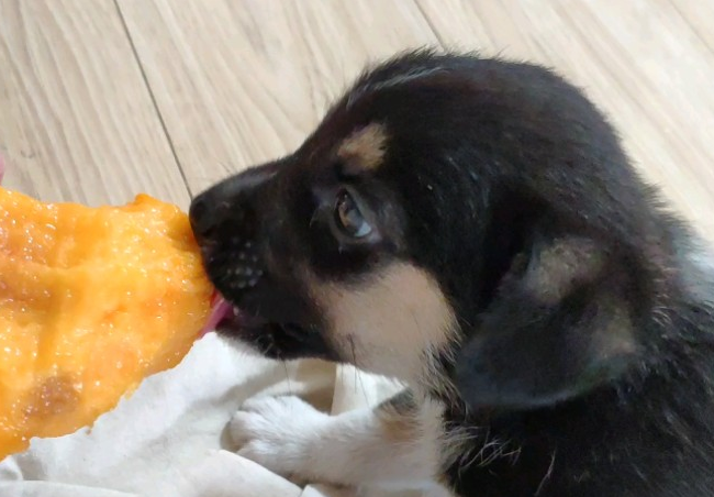 狗能吃黄桃吗