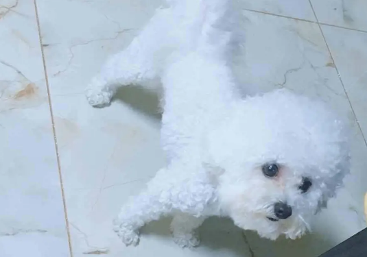 比熊犬看到主人手里的东西后，挺胸抬头大步走，无意间学会新技能