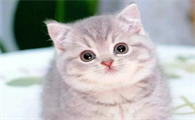 小猫图片壁纸