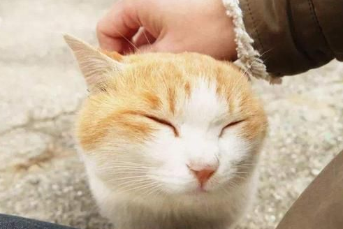 为什么老人都说女孩养猫不好 为什么老人都说女孩养猫不好
