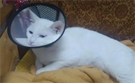 没打疫苗的猫可以绝育吗