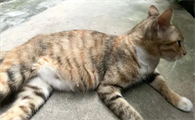 母猫怀孕多久可以看出来