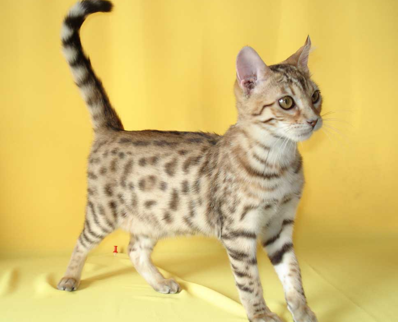 豹猫产地是哪里的