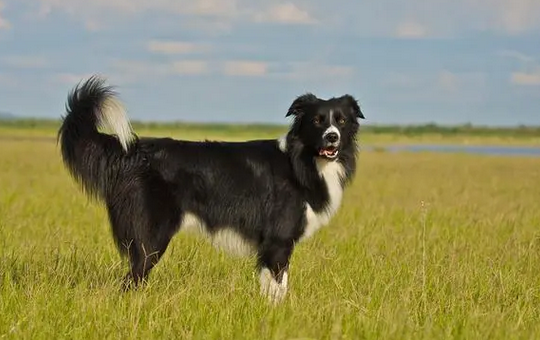 犬类品种大全 犬类品种大全