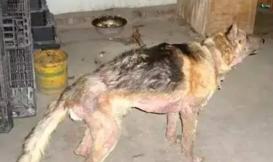 残忍的主人8年不带德牧看医生 患严重皮肤炎 残忍的主人8年不带德牧看医生 患严重皮肤炎