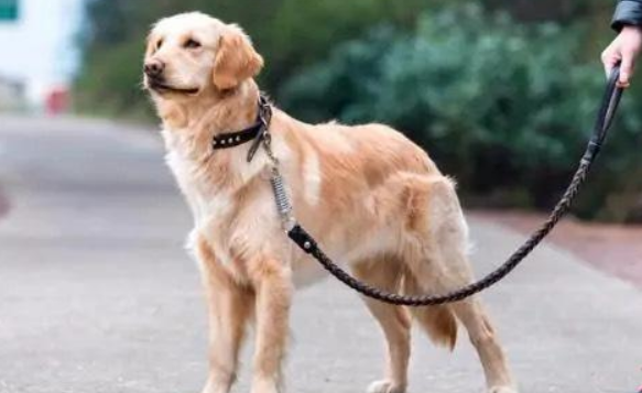 养犬人士请注意!即日起专项整治! 养犬人士请注意!即日起专项整治!