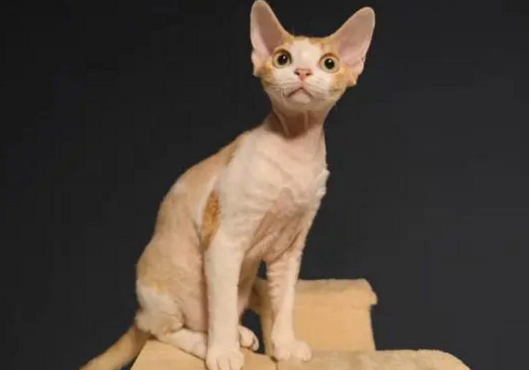 精灵猫是什么品种 精灵猫是什么品种