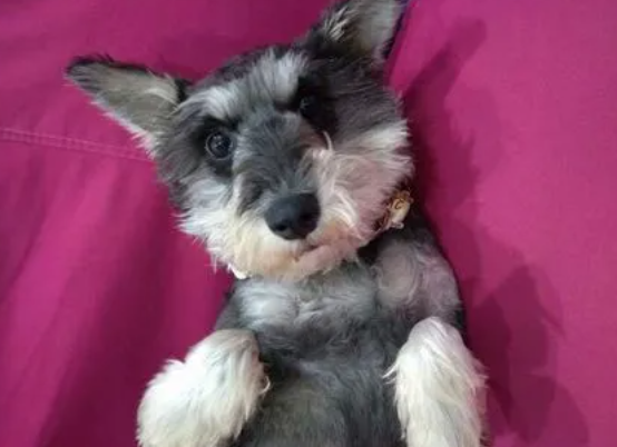 雪纳瑞犬适合女生养吗
