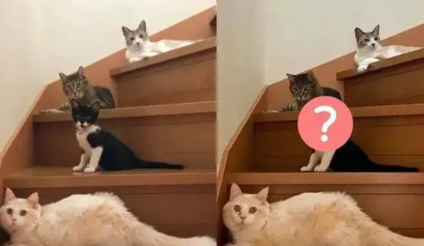 奴才想上楼，结果却在楼梯处被家里的四大猫天王堵住！